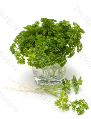 Green parsley