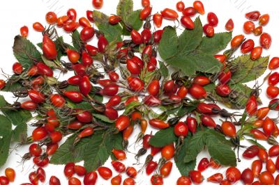 Wild rose with green sheet