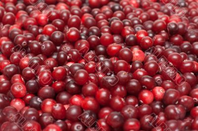 Cranberries put by background