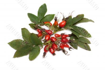 Wild rose with green sheet