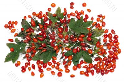 Wild rose with green sheet