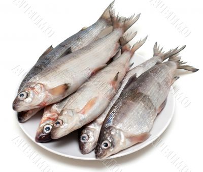 Fresh fish whitefish on plate