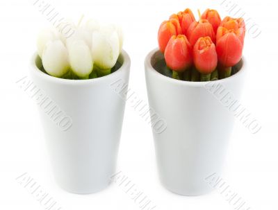 Two glass with tulip in the manner of candles