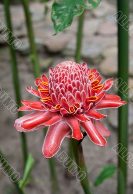 Red tropical flower