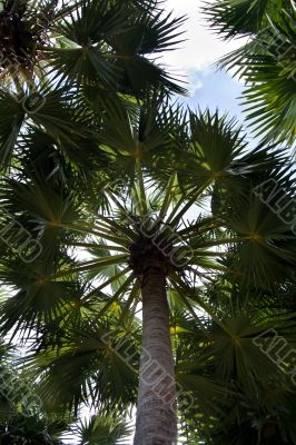 Stem of the palm and sheet leaving skyward