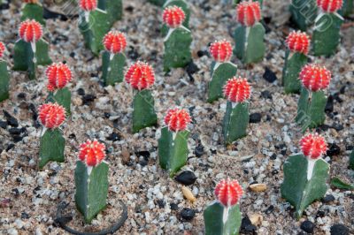 Cactuses with red head and needle