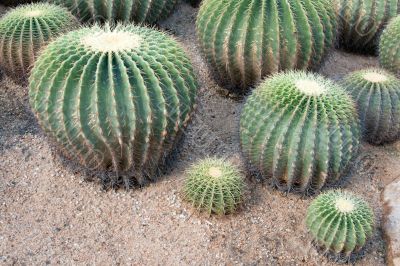 Greater round green cactuses