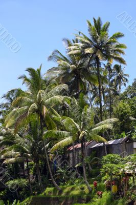 Palm tree and blue sky