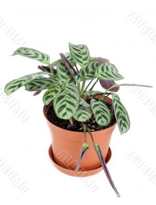 Home flower in orange vase