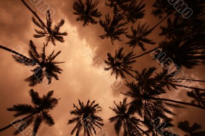 Palm trees at sunset