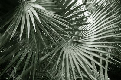 Leaves of palm