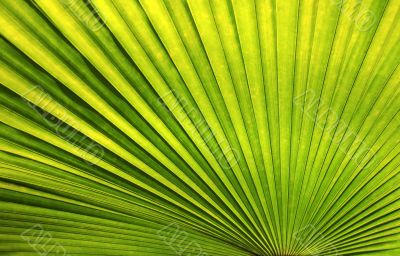 palm leaf