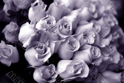 Bouquet Bouquet