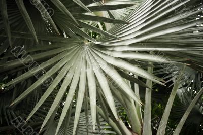Leaves of palm Leaves of palm