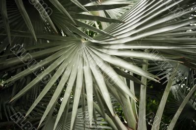 Leaves of palm