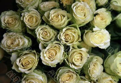 Bouquet Bouquet