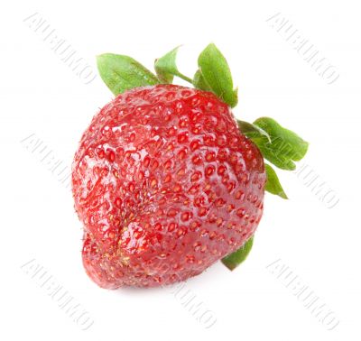 Ripe berry of the strawberries