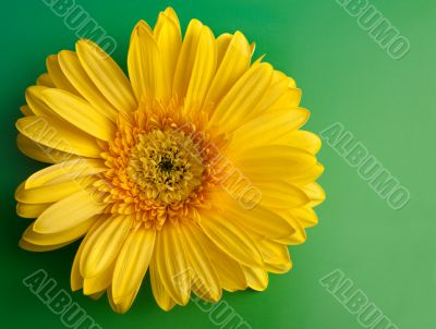 Yellow flower gerbera