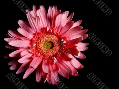 Red flower gerbera