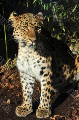 Amur leopard