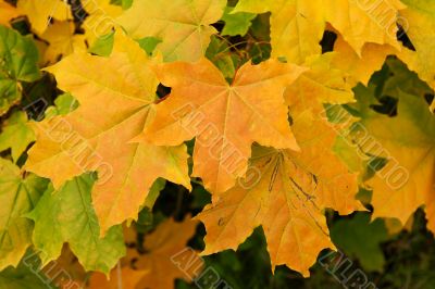 Yellow sheet of the maple