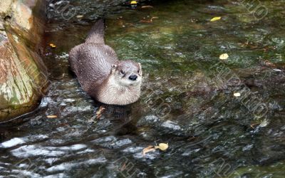 Otter in the water in a zoo in Prague
