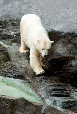 Polar bear down on the rocks