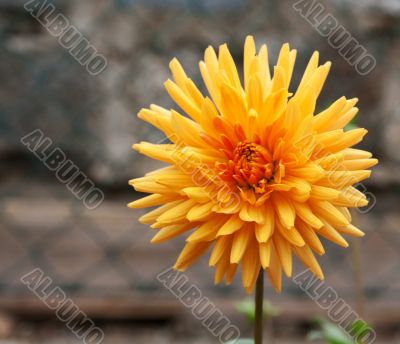 Yellow flower on green stalk