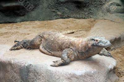 Varan is on the rocks