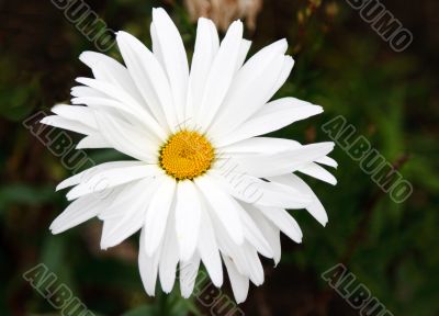 Blanching daisywheel with yellow medium