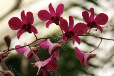 Violet orchids on branch