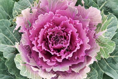 Violet cabbage