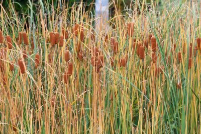 Bulrushes with yellow herb and brown fruit