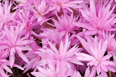 Flowerbed with violet colour crocus