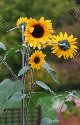 Three sunflowers on background verdure in park