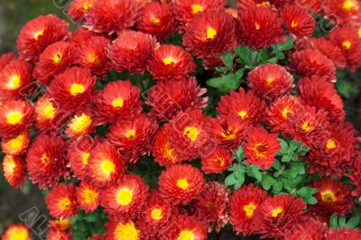 Background from red flower