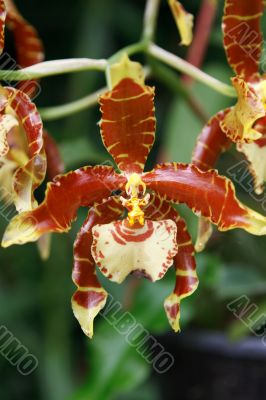 Brown orchid