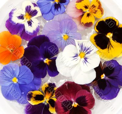 Plate with water sail flower