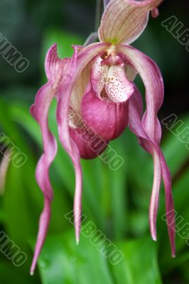 Exotic rose flower on background