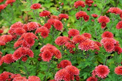 Background from red flower