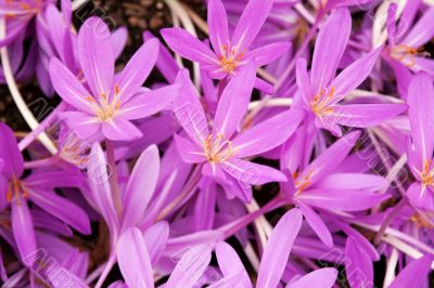 Flowerbed with violet colour crocus