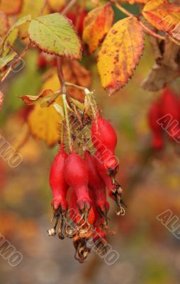 Fruits of the red wild rose