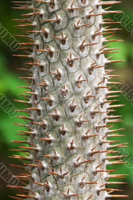 Stem tropical tree with needle