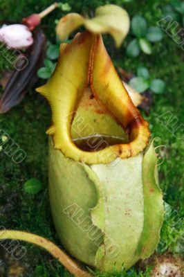 Ravenous tropical plant