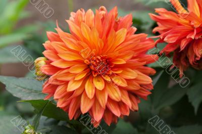 Red dahlia