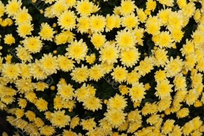 Background from yellow chrysanthemums