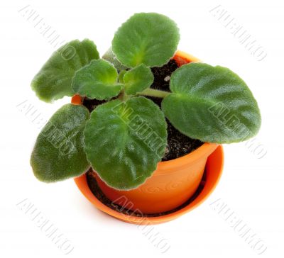 Green violet in orange pot