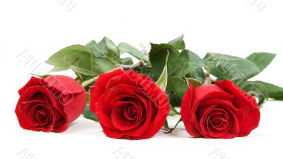Three red roses