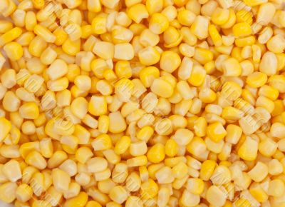 Background of corn