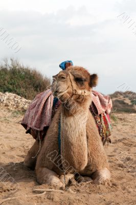 Camel sits